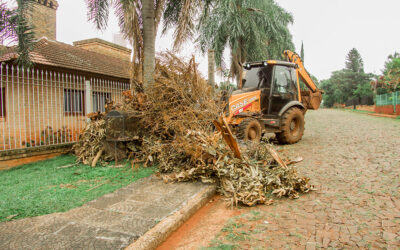 Continuamos con la recolección de gajos en distintos puntos de la ciudad