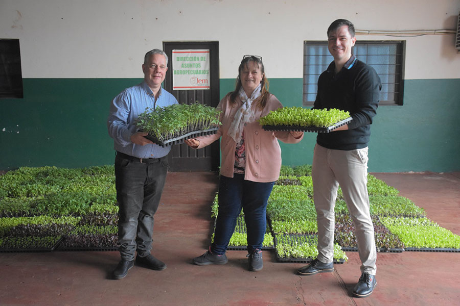 Entrega de plantines hortícolas a feriantes de Alem