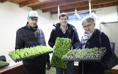 Entrega de plantines para fortalecer la producción local en Alem